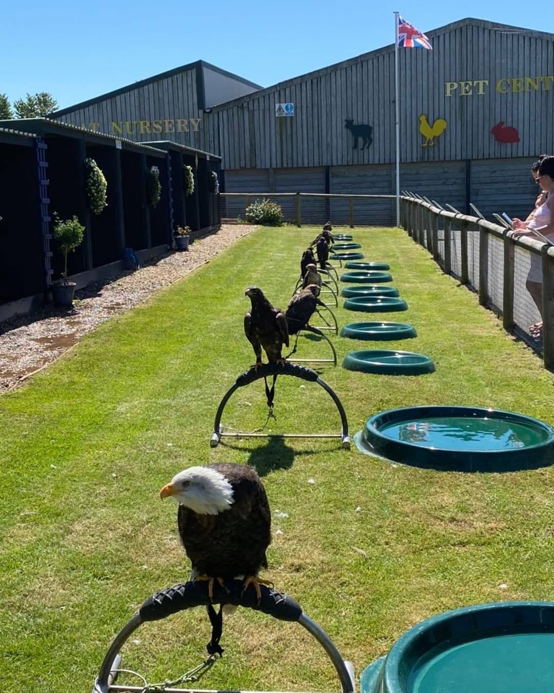 Hawkridge Bird of Prey Centre