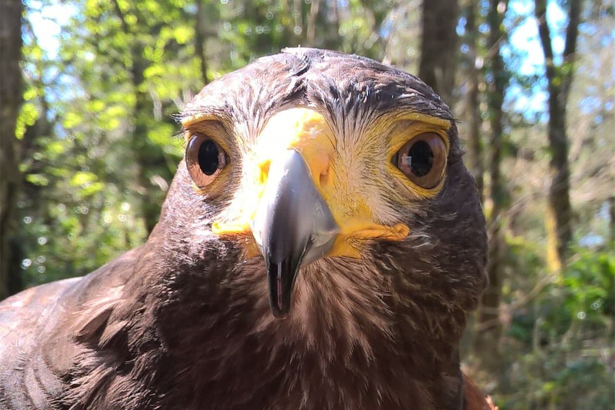 North East Falconry